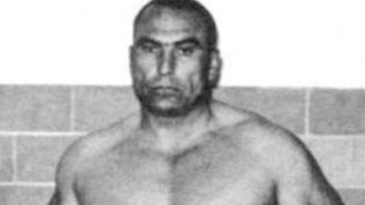 mongolian-stomper-gouldie