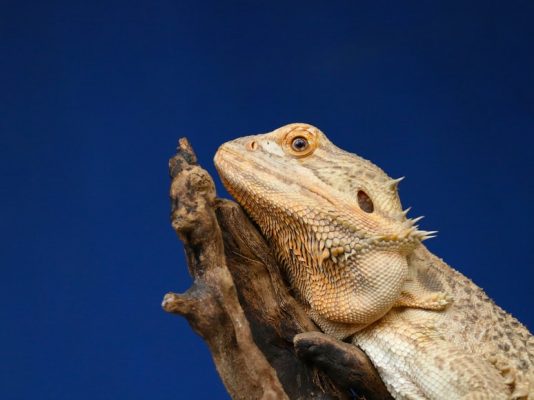 photo-1514037673804-5d655caba9a4