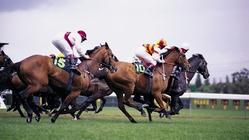 horse1