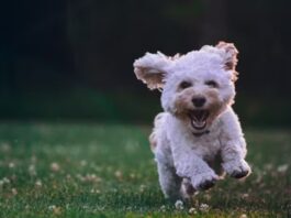 Which WWE Stars Are Dog Owners?