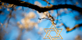 The star of David with Blossoms on a fruit tree in spring.